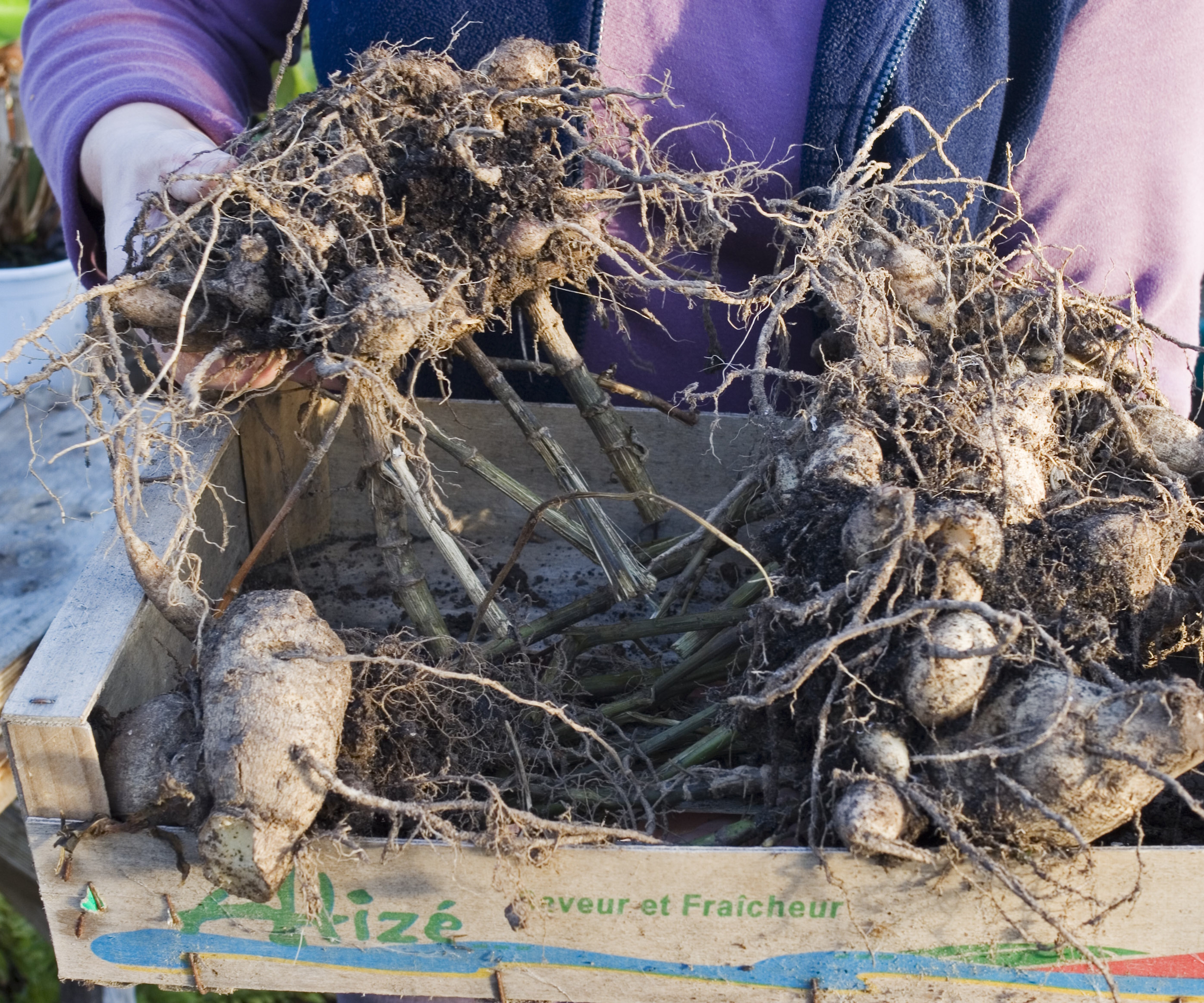 A gardener stores dahlia tubers in cardboard trays for winter