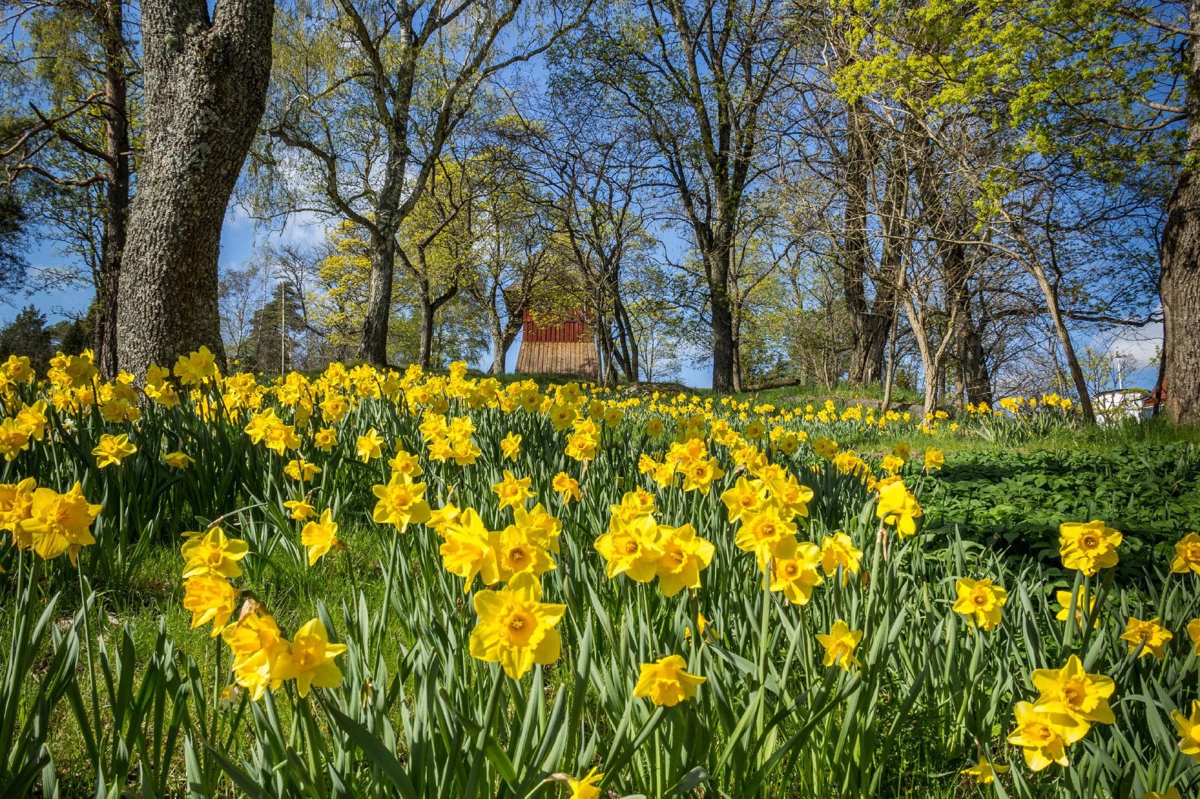 daffodils