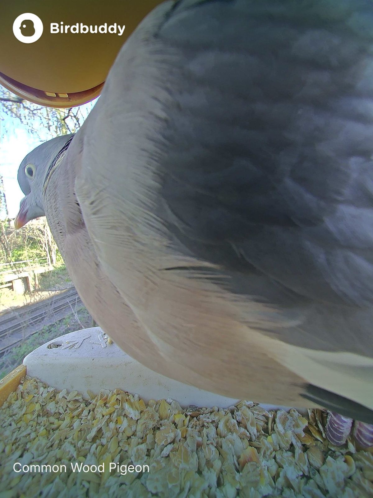 A selection of images of birds and wildlife feeding from the Bird Buddy