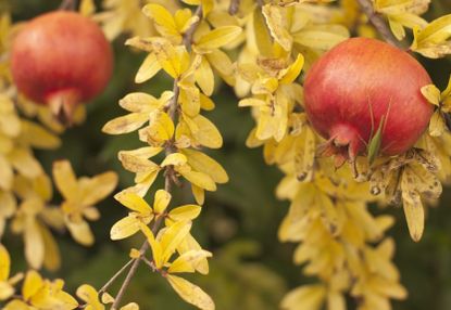 Pomegranates On Tree With Yellow Leaves