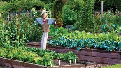 A vegetable garden with a scarecrow