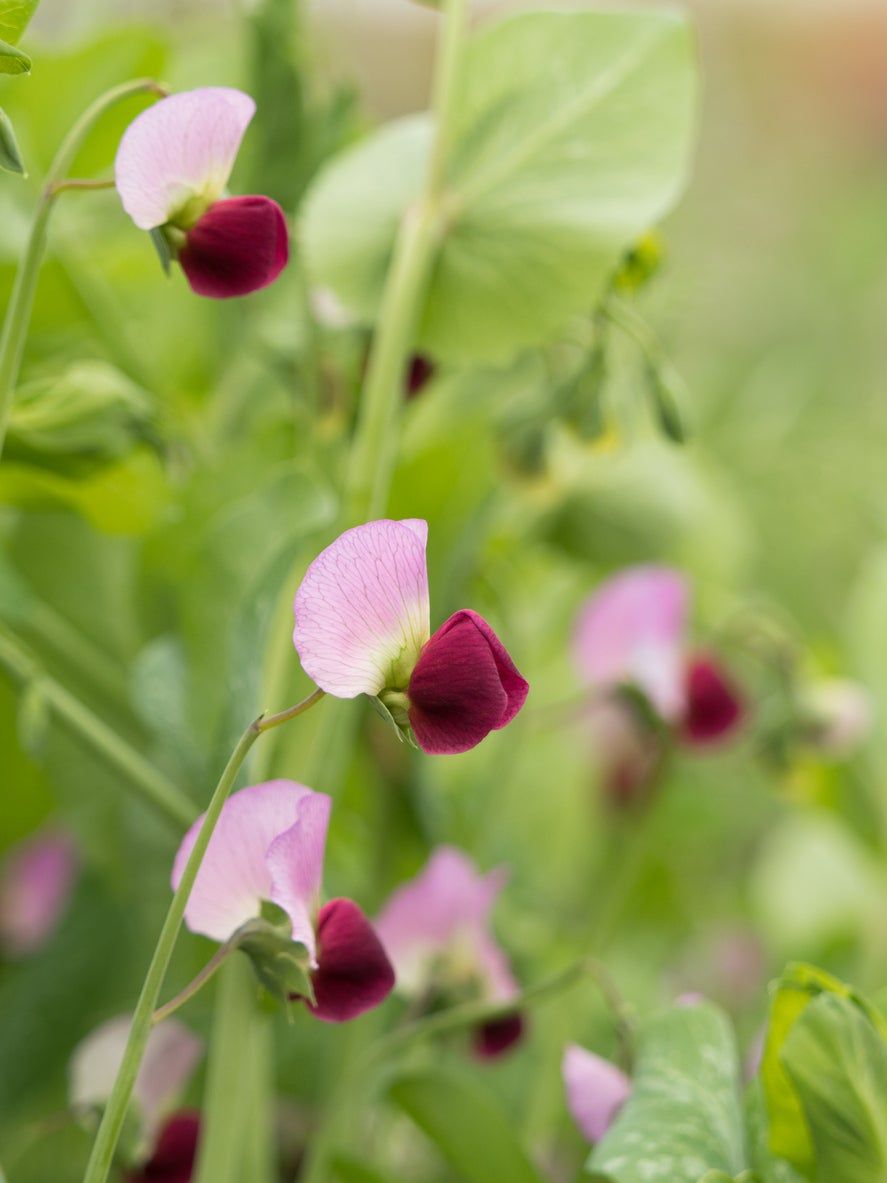 Close Up Of Dwarf Gray Sugar Peas