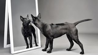 dog seeing reflection in mirror