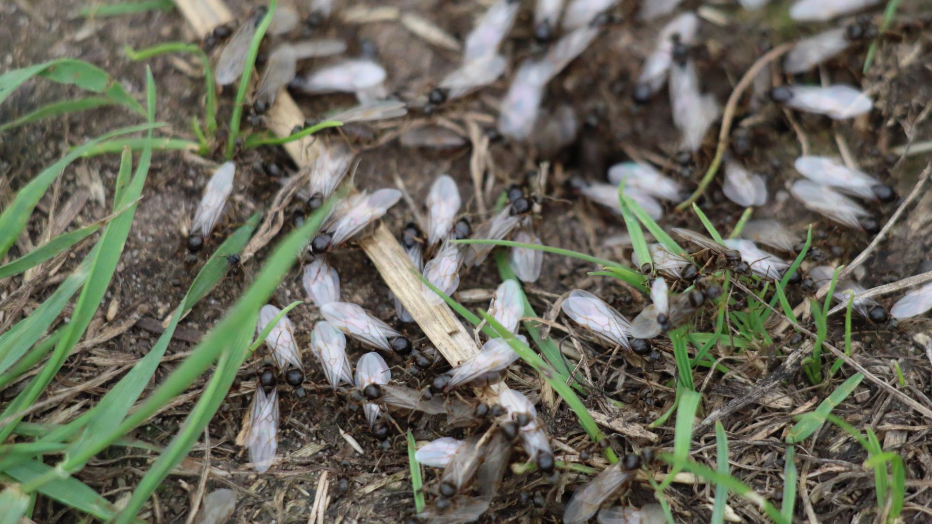 picture of flying ants on ground around a spilt drink