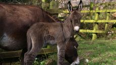 DonkeyFoal2.jpeg