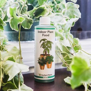 bottle of indoor plant food from Perfect Plants Nursery among plants