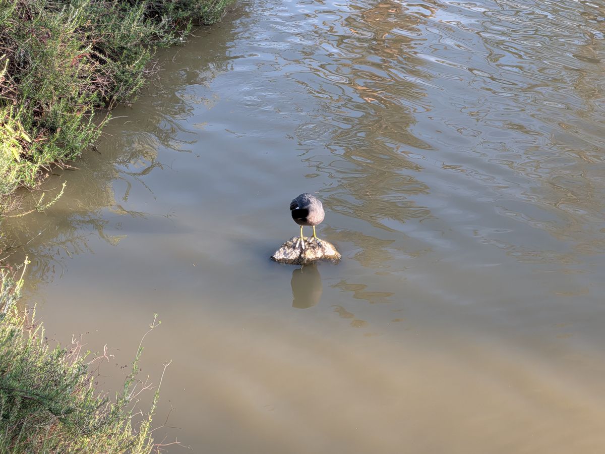 A Google Pixel 9a camera sample showing a bird on a rock above a pond.