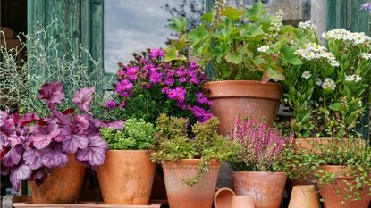Container garden, terracotta pots