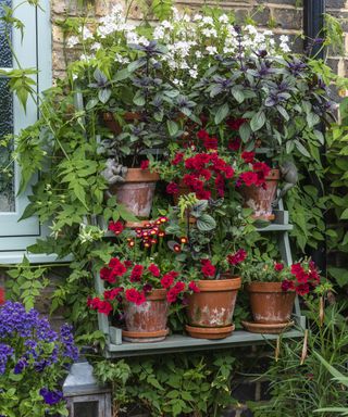 Terracotta pots of Calibrachoa 'Can Can Double Red' sit on shelves, beneath pots of basil and nemesia.