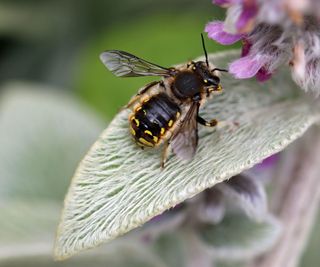 wool carder bee on lamb's ear plant