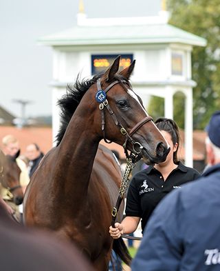 thoroughbred at tattersalls sale