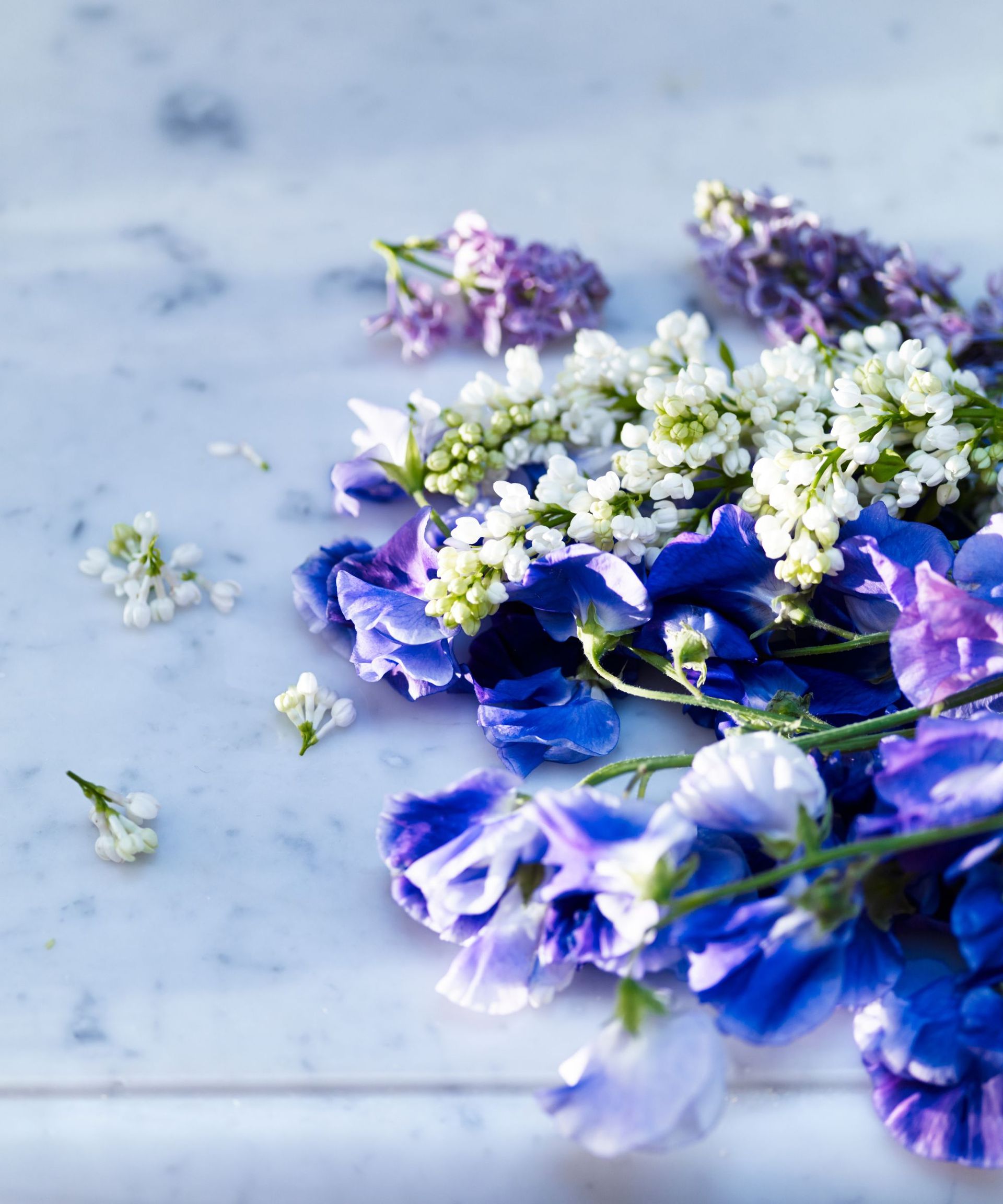 bunch of purple sweet peas and small white flowers on a marble surface