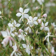 Gaura flowers growing in garden