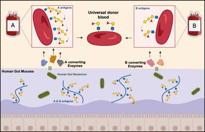 A diagram showing how blood cells are converted into a universal donor type.