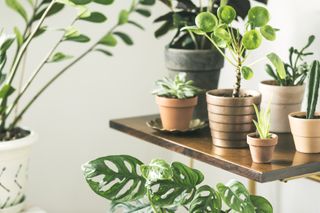 The modern room interior with a lot of different plants in design pots