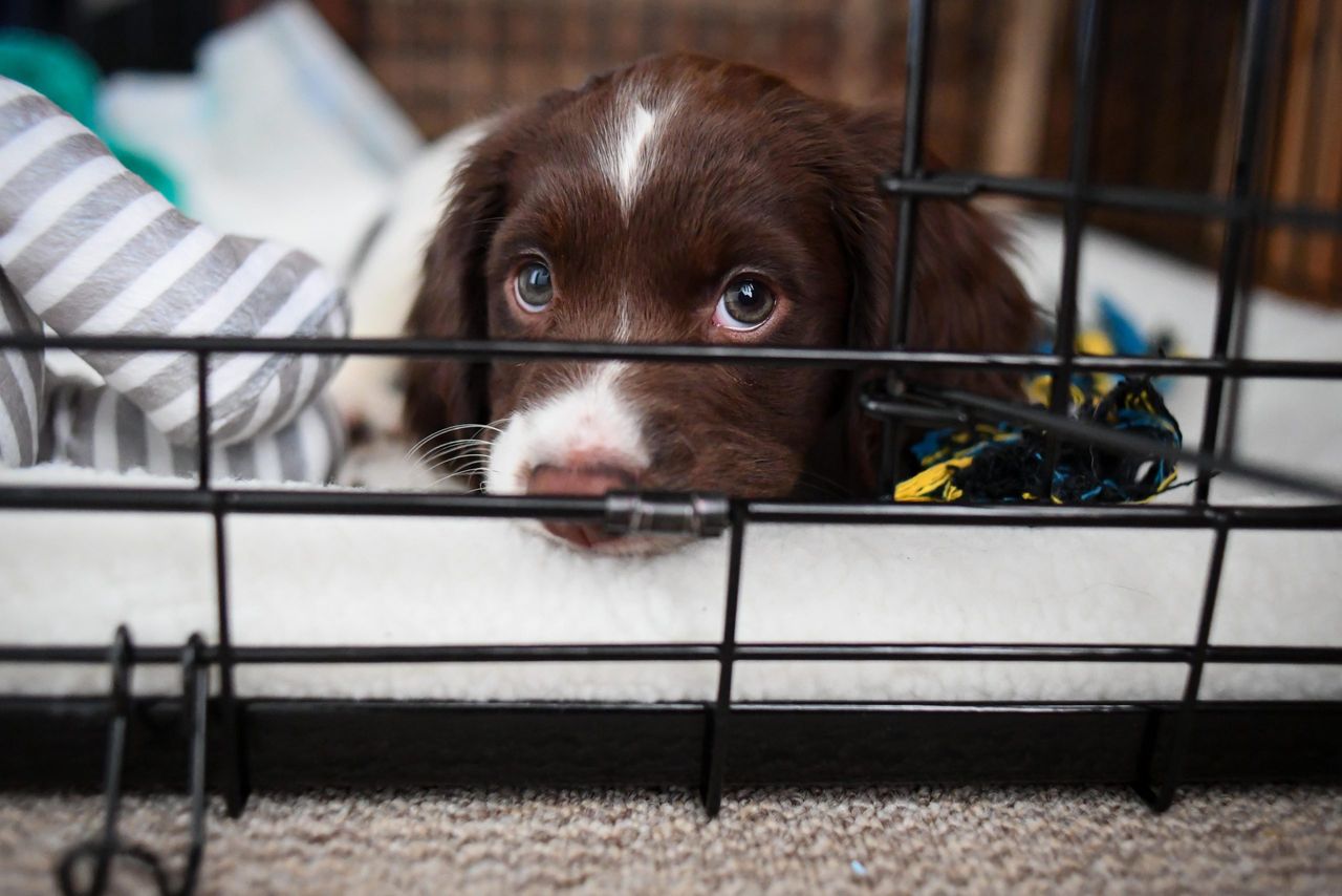 A puppy will quickly get used to his or her crate — and it&#039;ll become a safe place in the house.