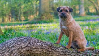 Border Terrier sat on log in bluebell wood