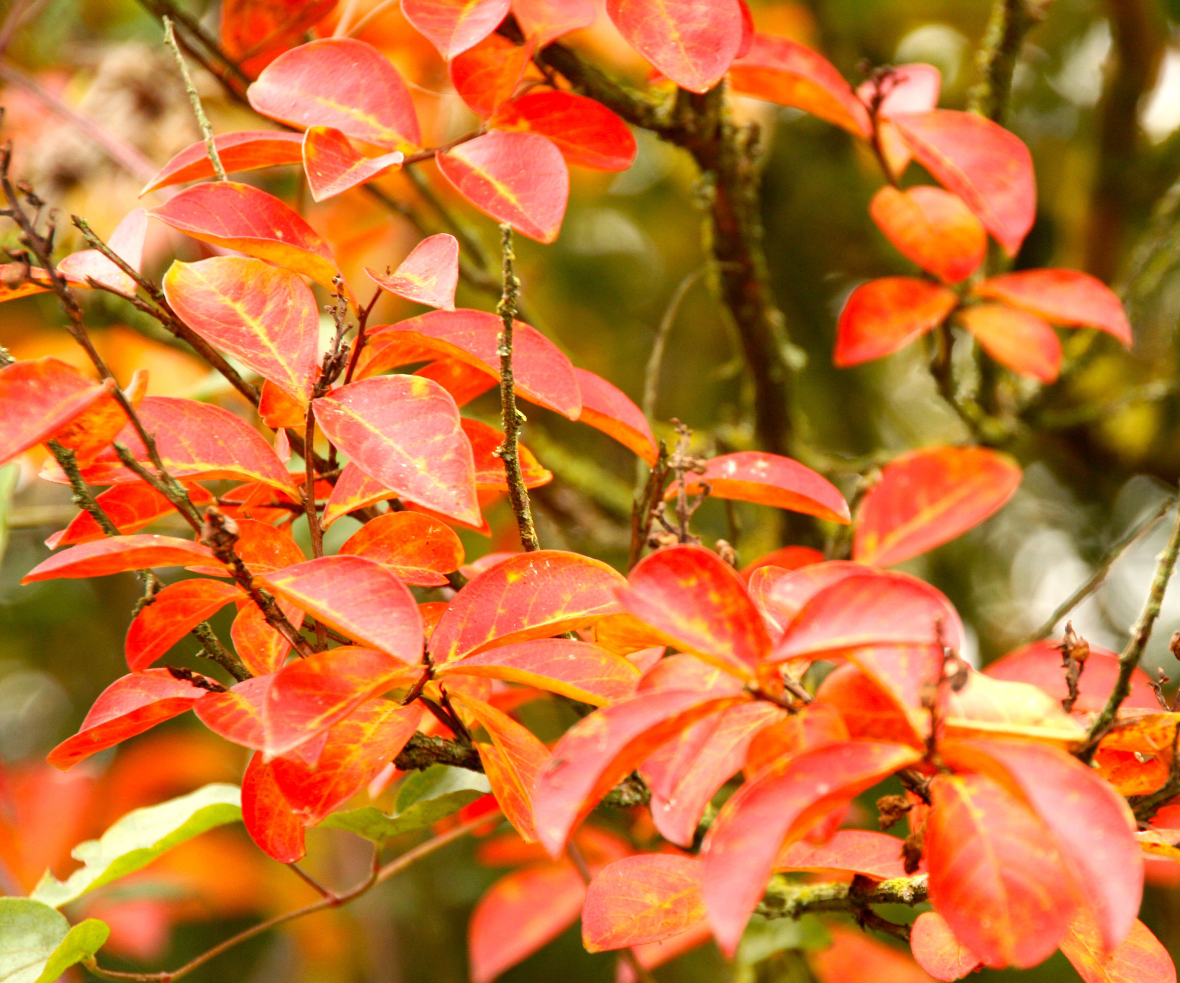western azalea with red fall foliage