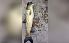 This odd-looking fish was pulled from a river in southern China.