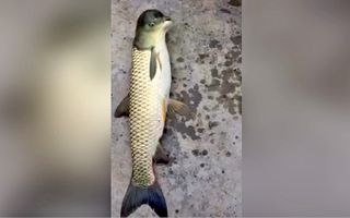 This odd-looking fish was pulled from a river in southern China.