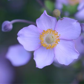 Japanese anemone