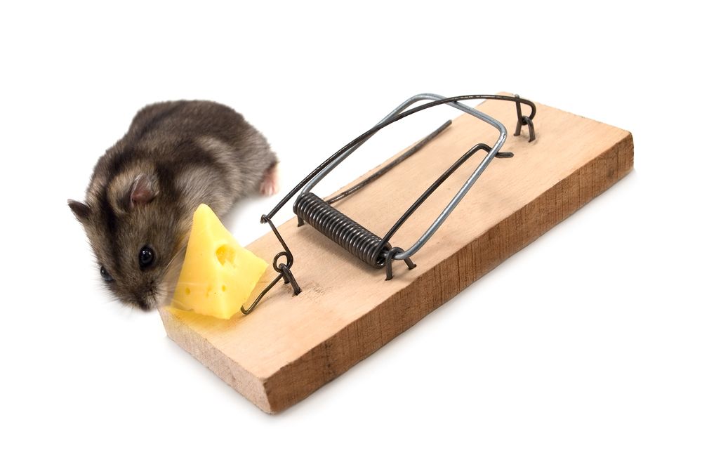 mouse, mousetrap, cheese