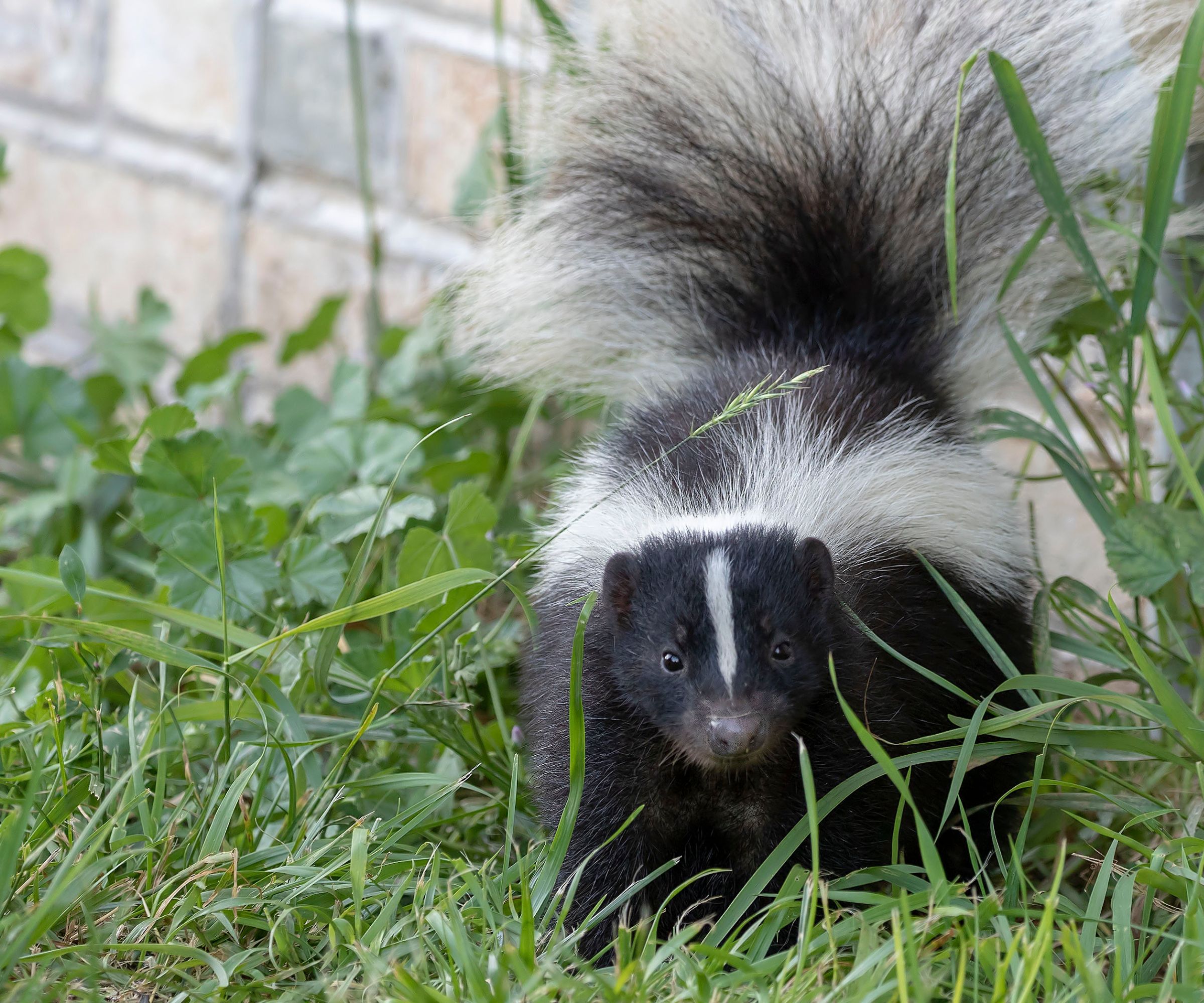 Young striped skunk (Mephitis mephitis) near the human dwelling - stock photo