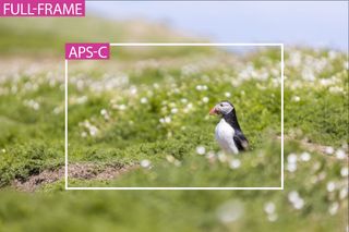 Puffin portraiture