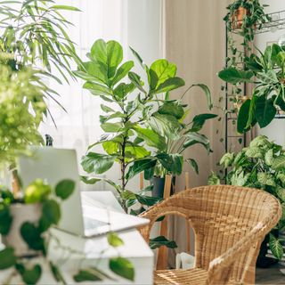 lots of houseplants by desk and chair and metal shelving unit