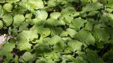 Wild ginger, Asarum canadense, with lush green foliage in a garden border