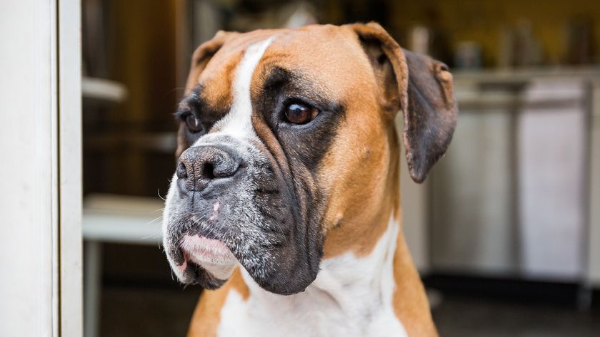 Close up of boxer face