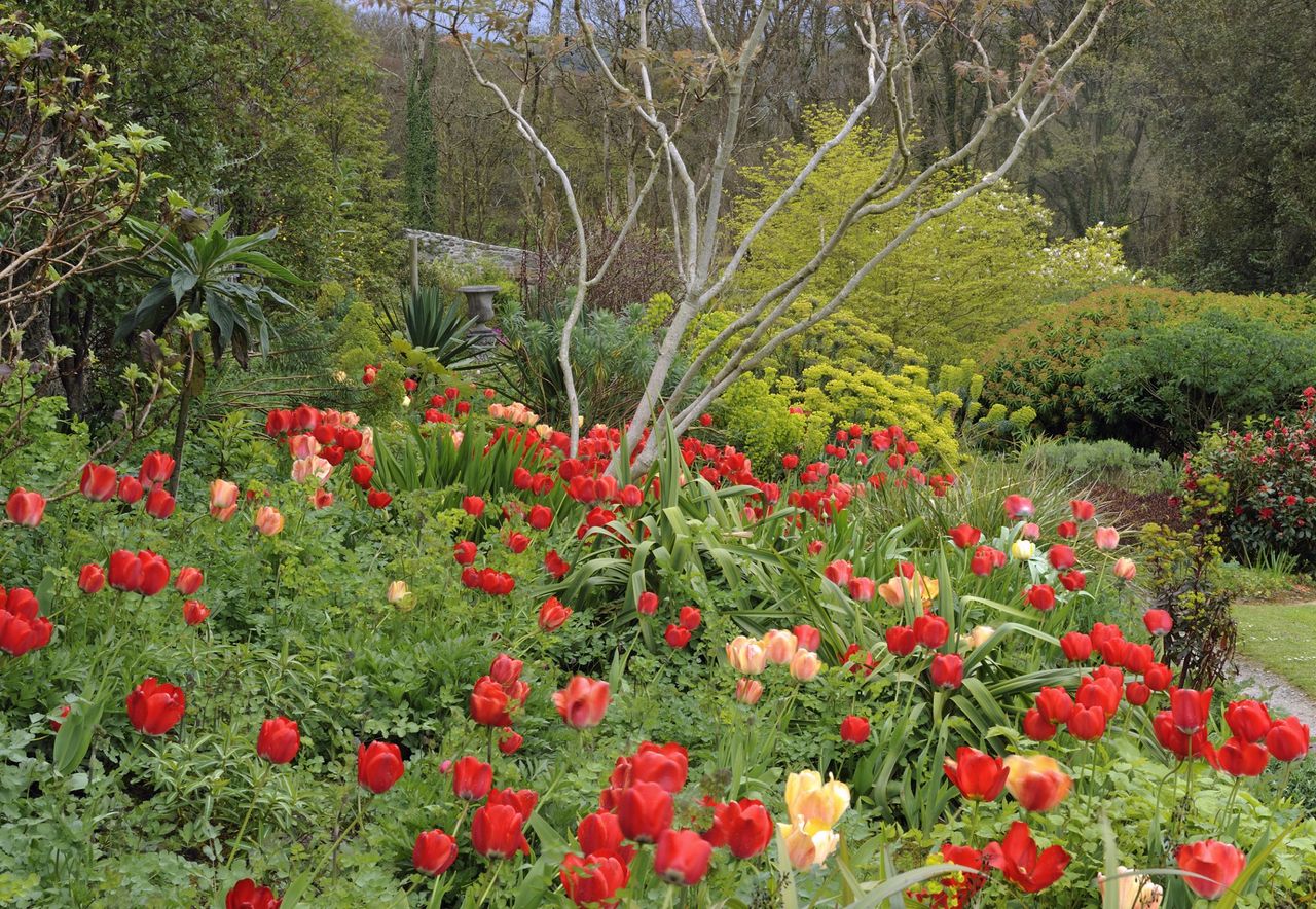 Tulips at Plas Cadnant, Menai Bridge. ©Val Corbett/Country Life