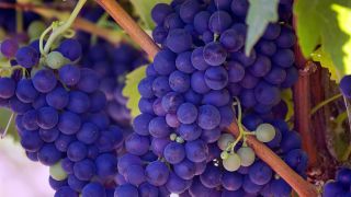 The skin of grapes contain a compound that may help protect the musculoskeletal systems of future astronauts bound for Mars. A person on a long-duration mission to Mars would have to endure the deteriorative effects of the planet's gravity, which is about 40% as strong as what we experience on Earth's surface. 