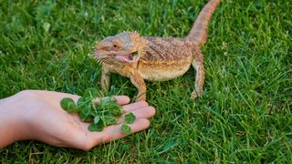 Bearded dragon being fed cress from a person's hand