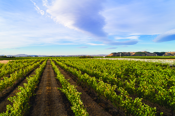 Stonecrofts-Gimblett-Gravels-vineyards-at-its-4ha-Mere-Road-site.-Credit-Richard-Brimer.jpg