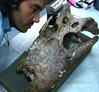 Rodolfo Salas-Gismondi examines a juvenile skull of Purussaurus, which was found in La Venta, Colombia.