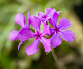 Purple Prairie Phlox flower