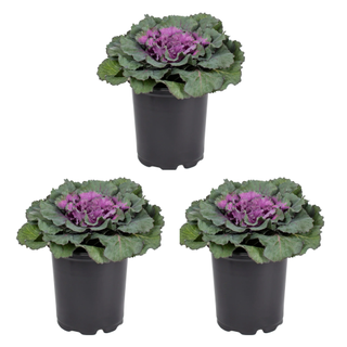 A set of three red ornamental kale starter plants from Walmart