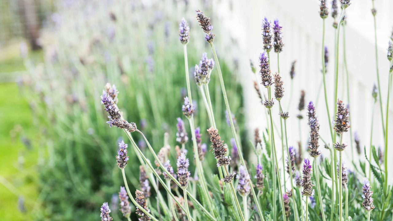 Wildly growing lavender in garden