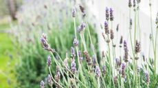 Wildly growing lavender in garden