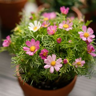 Cosmos flowers in a pot