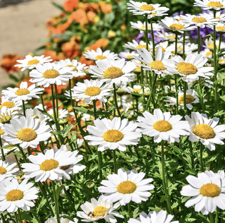 daisies in a flowerbed
