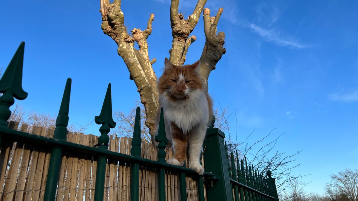 A photo of a cat taken on the iPhone 13 Pro