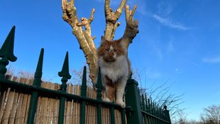 Une photo d'un chat prise sur l'iPhone 13 Pro