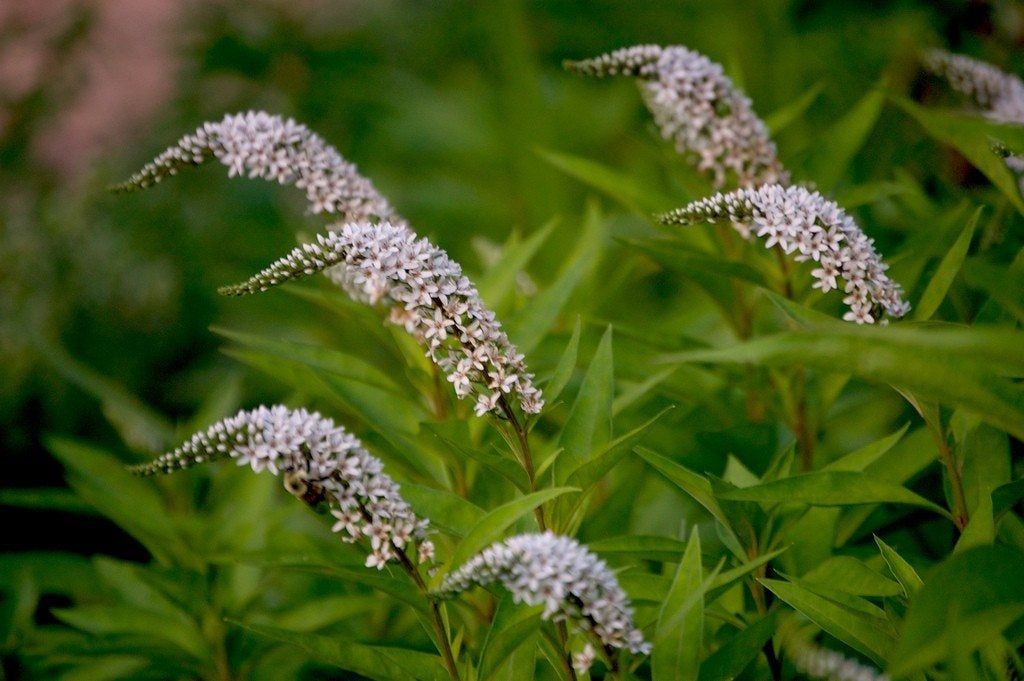 Gooseneck Loosestrife Flowers