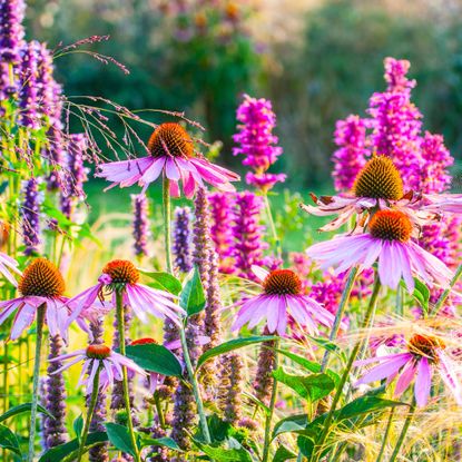 Ornamental garden, with grasses and various perennial flowers in mixed borders and flower beds. Designed in such a way to provide natural color patterns, and a sense of naturalistic landscape.