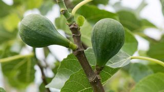 figs on 'Brown Turkey' fig tree