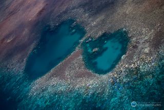 Approximately 95 percent of corals in the northern part of the Great Barrier Reef were noticeably bleached, with an estimated 50 percent mortality anticipated.