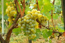 chardonnay grapes, abc quiz