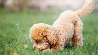 Poodle puppy sniffing